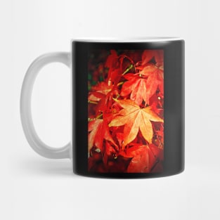 Autumn Acer Tree Westonbirt Arboretum Cotswolds Mug